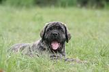 MASTIFF 031